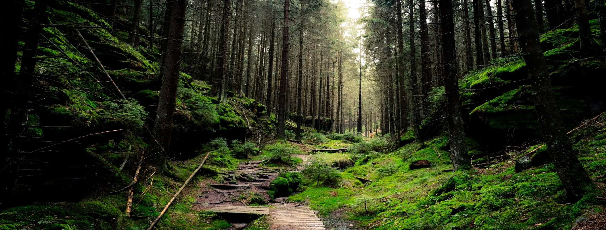 Image for Day Forest